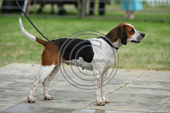 Festival of Hounds 2024