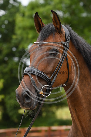 Collective Equestrian