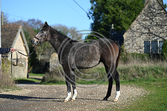 Foal_Selwood_PN25