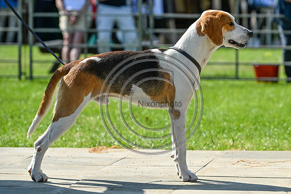 Festival of Hounds 2024