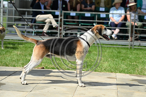 Festival of Hounds 2024