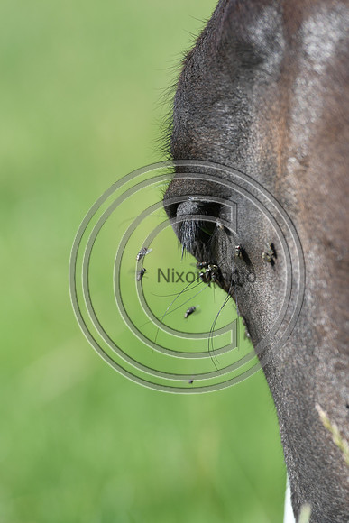 HorsesandFlyH_Nixonphoto_PN22_47973