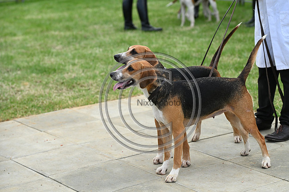Festival of Hounds 2024