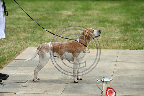 Festival of Hounds 2024