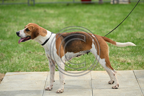 Festival of Hounds 2024