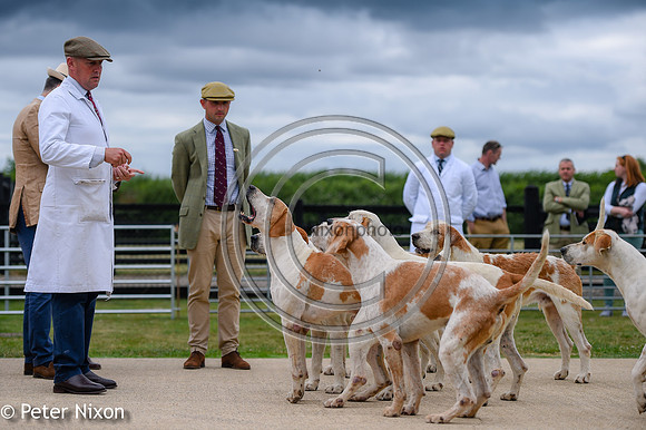 PrePuppyShow_BWCH_Hunt_PN22_27454