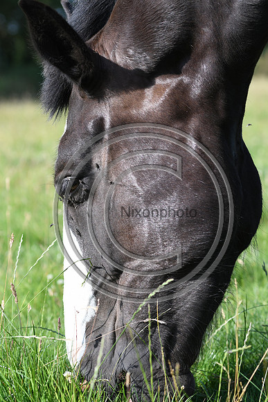HorsesandFlyH_Nixonphoto_PN22_47980