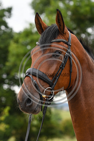 Collective Equestrian