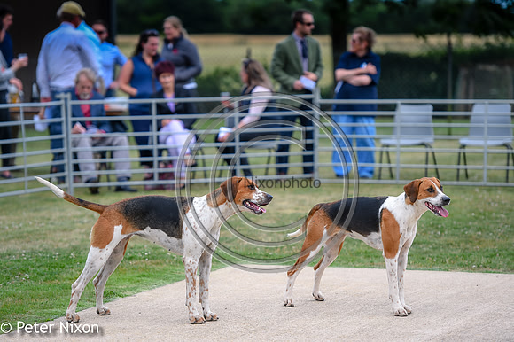 PrePuppyShow_BWCH_Hunt_PN22_27438