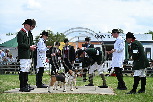 Festival of Hounds 2024
