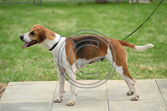 Festival of Hounds 2024