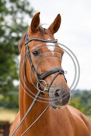 Collective Equestrian