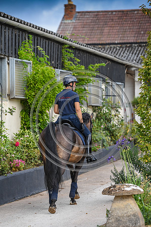 Collective Equestrian