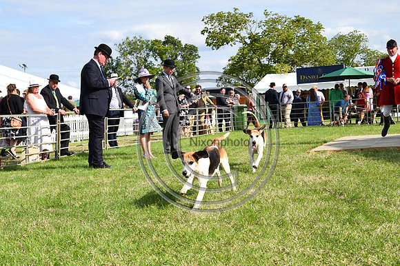 Festival of Hounds 2024