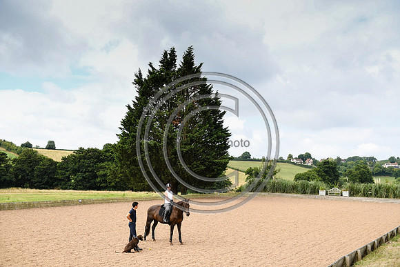 Collective Equestrian