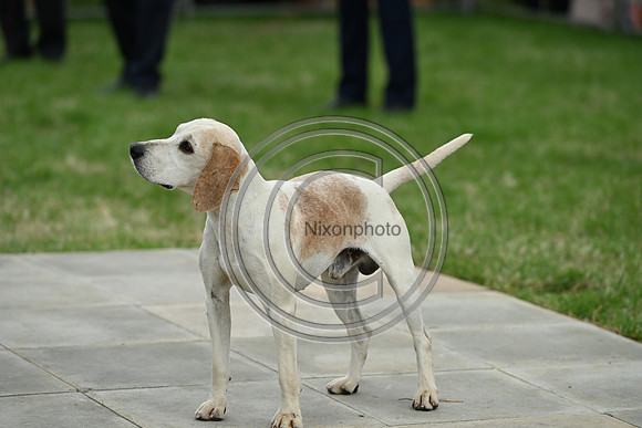 Festival of Hounds 2024