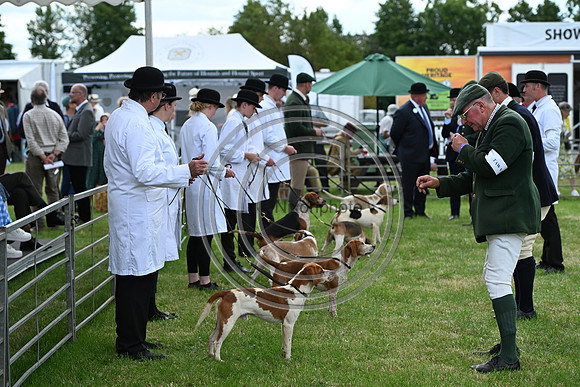 Festival of Hounds 2024