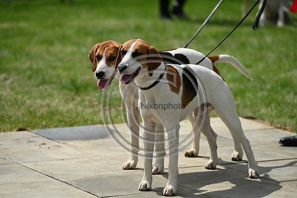 Festival of Hounds 2024