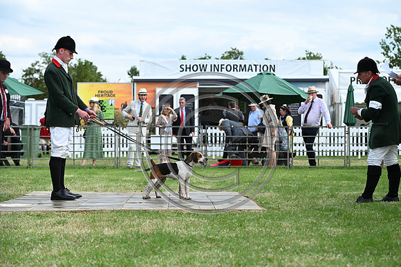 Festival of Hounds 2024
