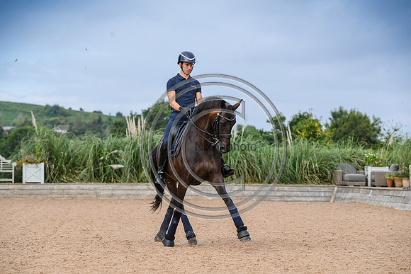 Collective Equestrian