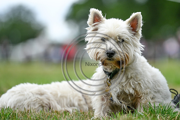Dogs_SPIHT25_PN34960
