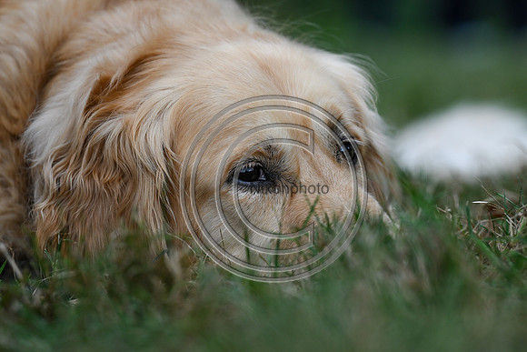 Dogs_SPIHT25_PN34961