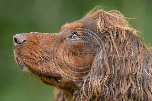 Dogs_SPIHT25_PN34959