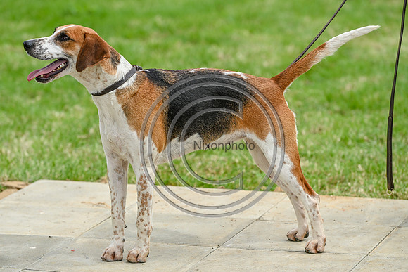 Festival of Hounds 2024