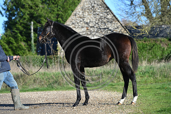 Foal_Selwood_PN72