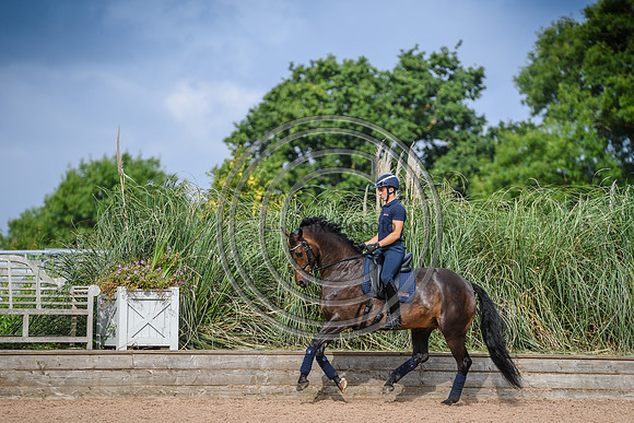 Collective Equestrian