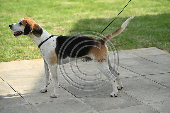 Festival of Hounds 2024