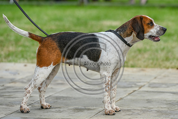 Festival of Hounds 2024