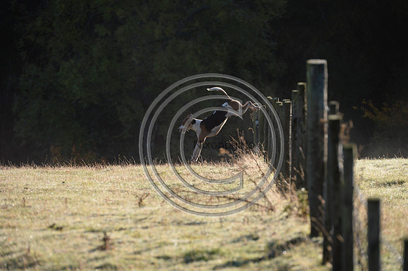 United_Hunting_PN22_54280