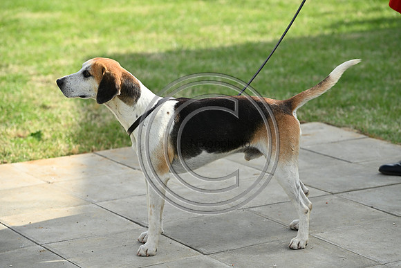 Festival of Hounds 2024