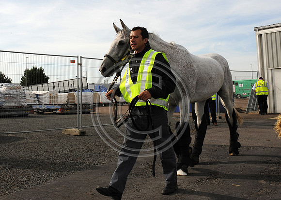 OlympicHorses_08KH284