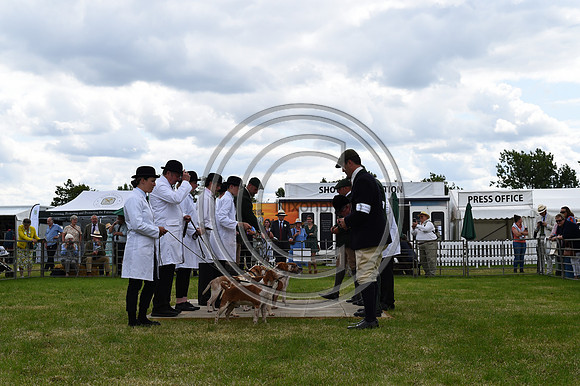 Festival of Hounds 2024