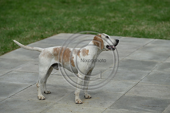 Festival of Hounds 2024