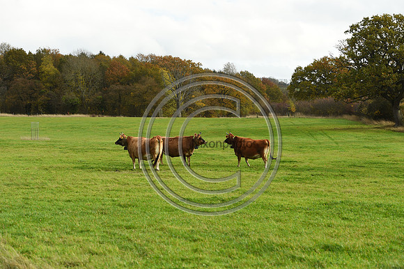 Heythrop_Hunting_PN9146