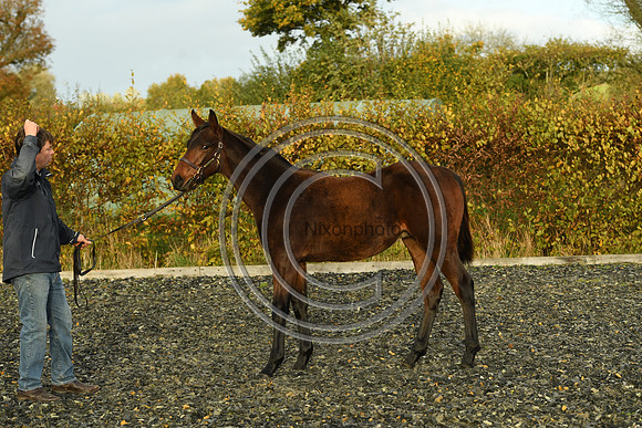 Foal9_Selwood_PN22_56017