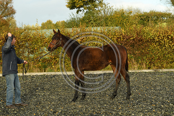 Foal9_Selwood_PN22_56016