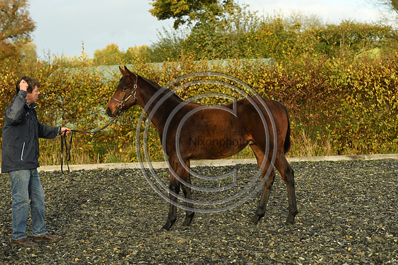 Foal9_Selwood_PN22_56004