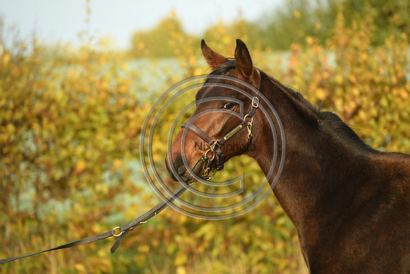 Foal9_Selwood_PN22_56022