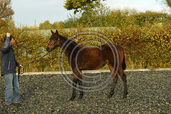 Foal9_Selwood_PN22_56018