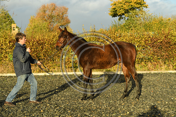 Foal10_Selwood_PN22_56033