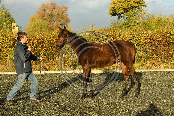 Foal10_Selwood_PN22_56032