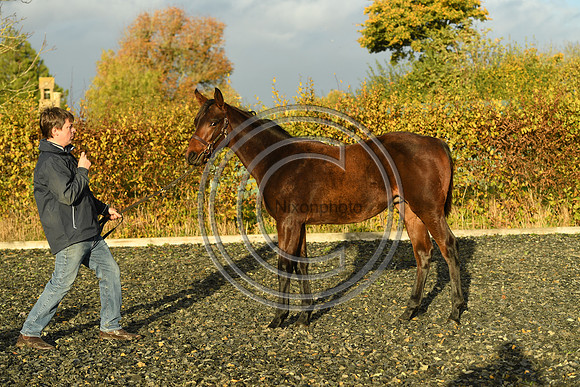 Foal10_Selwood_PN22_56035