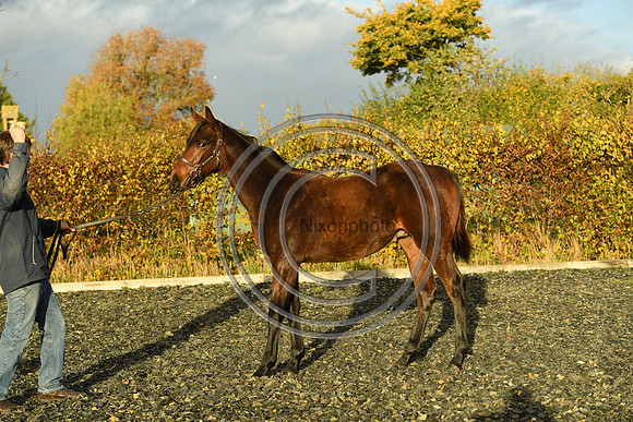 Foal10_Selwood_PN22_56037