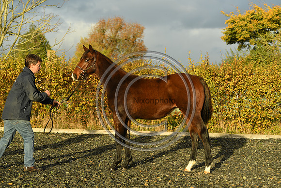 Foal10_Selwood_PN22_56045