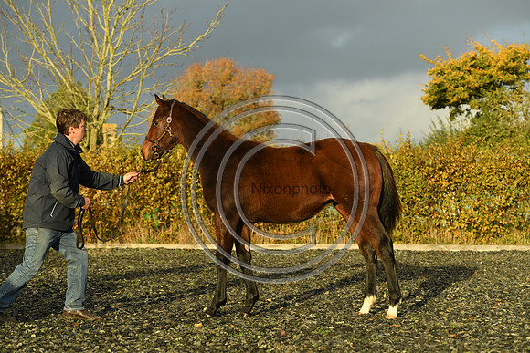 Foal10_Selwood_PN22_56079