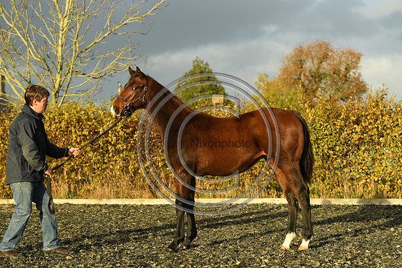 Foal10_Selwood_PN22_56054